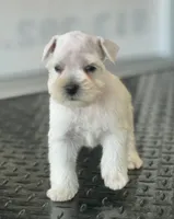 Schnauzer 6, a female Miniature Schnauzer for sale in Brookville, IN – 1 of 2