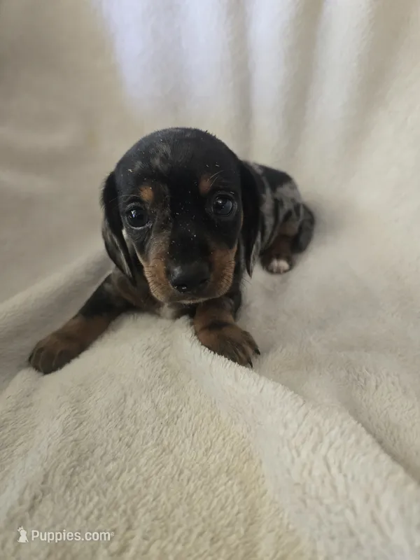 Doxie 3 – Miniature Dachshund puppy for sale in Brookville, IN