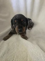 Doxie 3, a male Miniature Dachshund for sale in Brookville, IN – 1 of 6