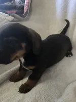 Doxie 2, a male Miniature Dachshund for sale in Brookville, IN – 4 of 5