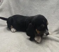 basset 5, a male Basset Hound for sale in Brookville, IN – 3 of 5