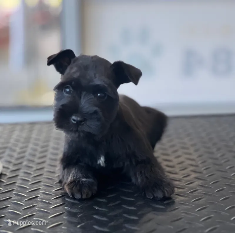 schnauzer 1 – Miniature Schnauzer puppy for sale in Brookville, IN