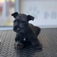 schnauzer 1, a male Miniature Schnauzer for sale in Brookville, IN – 1 of 3