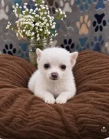 Jack, a male Chihuahua and Pomeranian for sale in Brookville, IN – 2 of 3