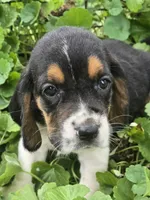Basset 4, a female Basset Hound for sale in Brookville, IN – 3 of 6
