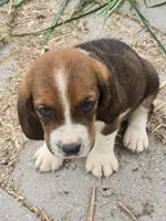 Basset 2, a male Basset Hound for sale in Brookville, IN – 2 of 7