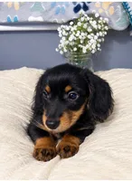 Rowdy , a male Miniature Dachshund for sale in Brookville, IN – 1 of 4