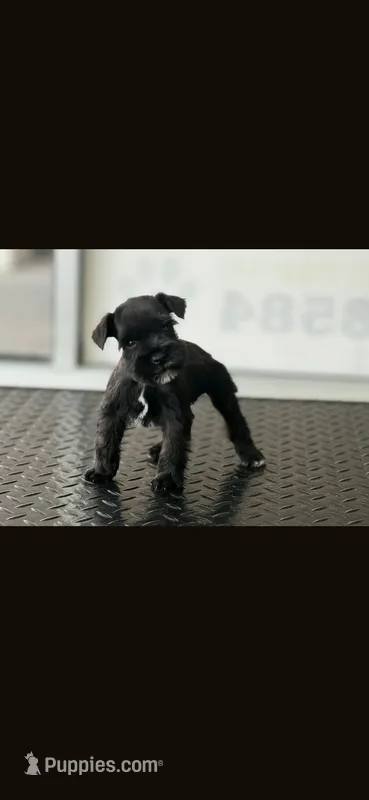 schnauzer 8 – Miniature Schnauzer puppy for sale in Brookville, IN
