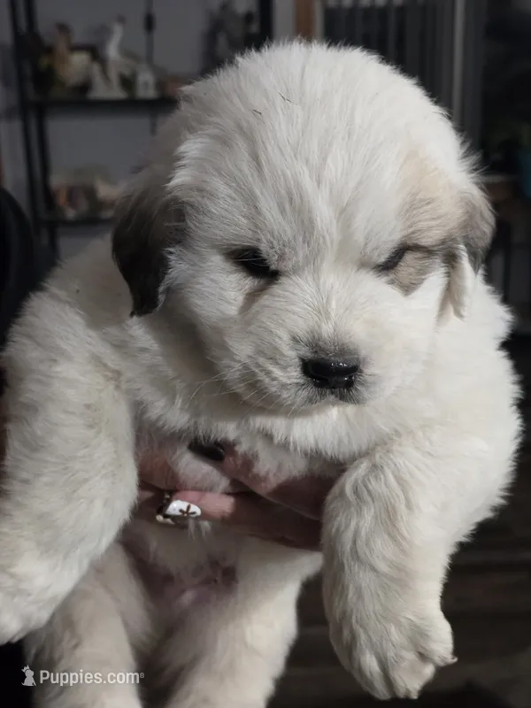 Pup 1 – Great Pyrenees puppy for sale in Brookville, IN