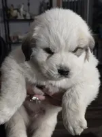 Pup 1, a male Great Pyrenees for sale in Brookville, IN – 1 of 3