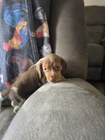 Mini 1, a female Beagle for sale in Brookville, IN – Photo 4 of 6