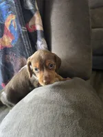 Mini 1, a female Beagle for sale in Brookville, IN – Photo 3 of 6