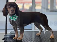 Mini 1, a female Beagle for sale in Brookville, IN – Photo 6 of 6