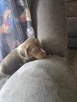 Mini 1, a female Beagle for sale in Brookville, IN – Photo 1 of 6