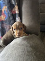 Mini 1, a female Beagle for sale in Brookville, IN – Photo 2 of 6