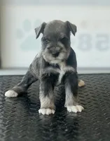 Schnauzer 3, a male Miniature Schnauzer for sale in Brookville, IN – 2 of 2