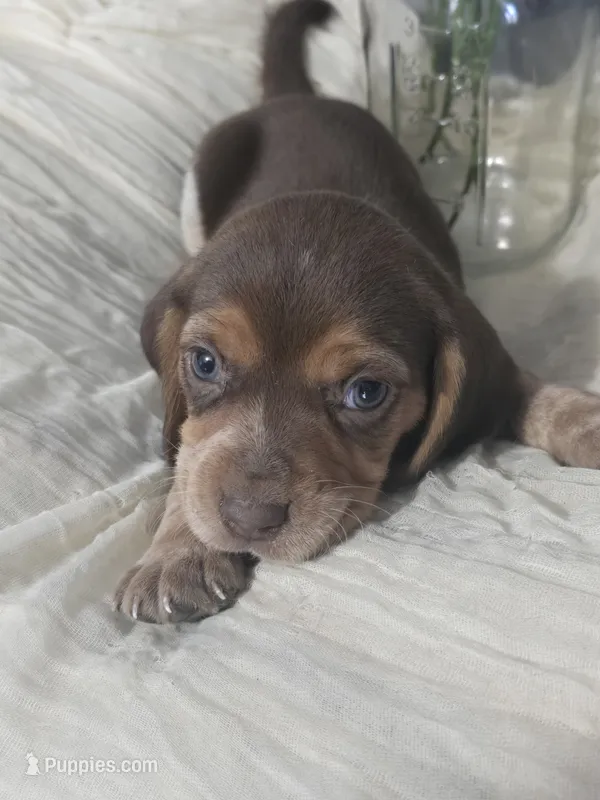 Beagle girl – Beagle puppy for sale in Brookville, IN