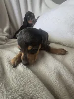 Dachshund 5, a male Miniature Dachshund for sale in Brookville, IN – 2 of 4
