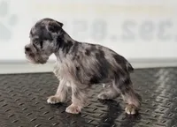 schnauzer 6, a male Miniature Schnauzer for sale in Brookville, IN – 2 of 2