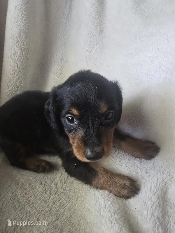 Dachshund 2 – Miniature Dachshund puppy for sale in Brookville, IN