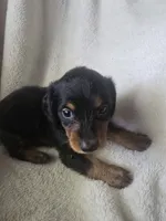 Dachshund 2, a female Miniature Dachshund for sale in Brookville, IN – 1 of 3