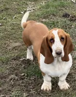 Basset 4, a female Basset Hound for sale in Brookville, IN – 6 of 6