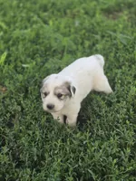 Ralph, a male Great Pyrenees for sale in Brookville, IN – 2 of 4