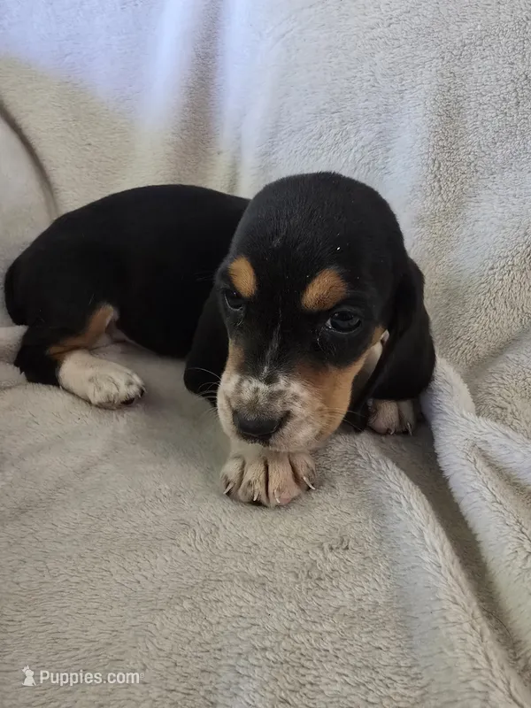 Basset 1 – Basset Hound puppy for sale in Brookville, IN