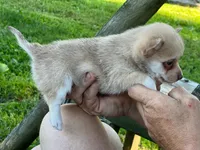 Chi male, a male Chihuahua for sale in Brookville, IN – 3 of 4