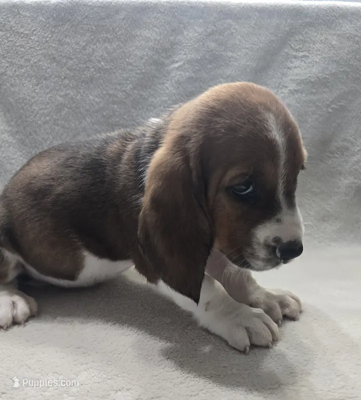 Basset 4 – Basset Hound puppy for sale in Brookville, IN