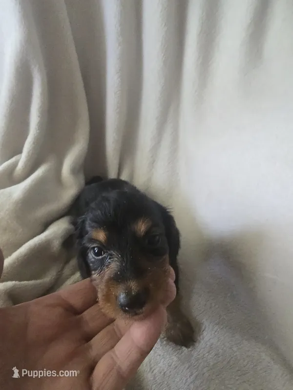 Dachshund 5 – Miniature Dachshund puppy for sale in Brookville, IN