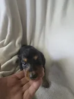 Dachshund 5, a male Miniature Dachshund for sale in Brookville, IN – 1 of 4