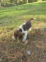 Beagle boy, a male Beagle for sale in Brookville, IN – 2 of 9