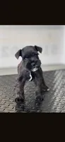 schnauzer 8, a female Miniature Schnauzer for sale in Brookville, IN – 2 of 2