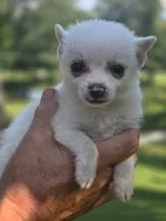 Jack, a male Pomeranian for sale in Brookville, IN – 3 of 3