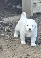 Ronnie, a male Great Pyrenees for sale in Brookville, IN – Photo 2 of 4