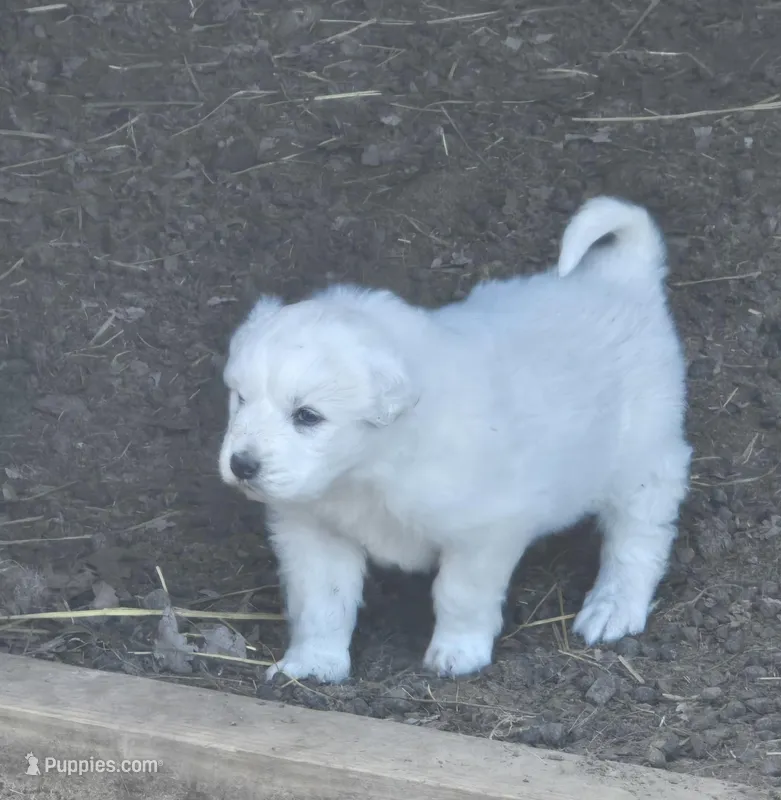 Ronnie – Great Pyrenees puppy for sale in Brookville, IN