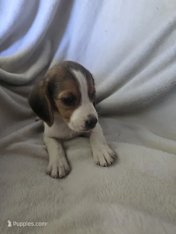 Beagle male 2 – Beagle puppy for sale in Brookville, IN