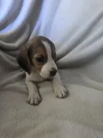 Beagle male 2, a male Beagle for sale in Brookville, IN – 1 of 6