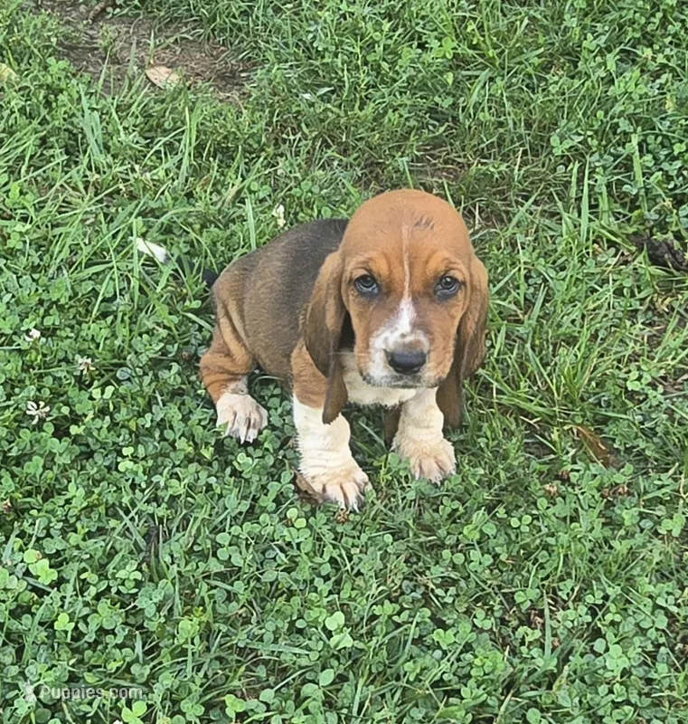 basset 3 – Basset Hound puppy for sale in Brookville, IN