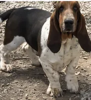 Basset 4, a female Basset Hound for sale in Brookville, IN – 5 of 6