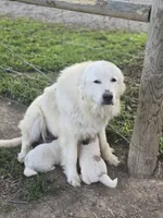 Ralph, a male Great Pyrenees for sale in Brookville, IN – 4 of 4