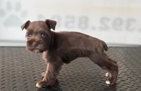schnauzer 3, a female Miniature Schnauzer for sale in Brookville, IN – 3 of 3