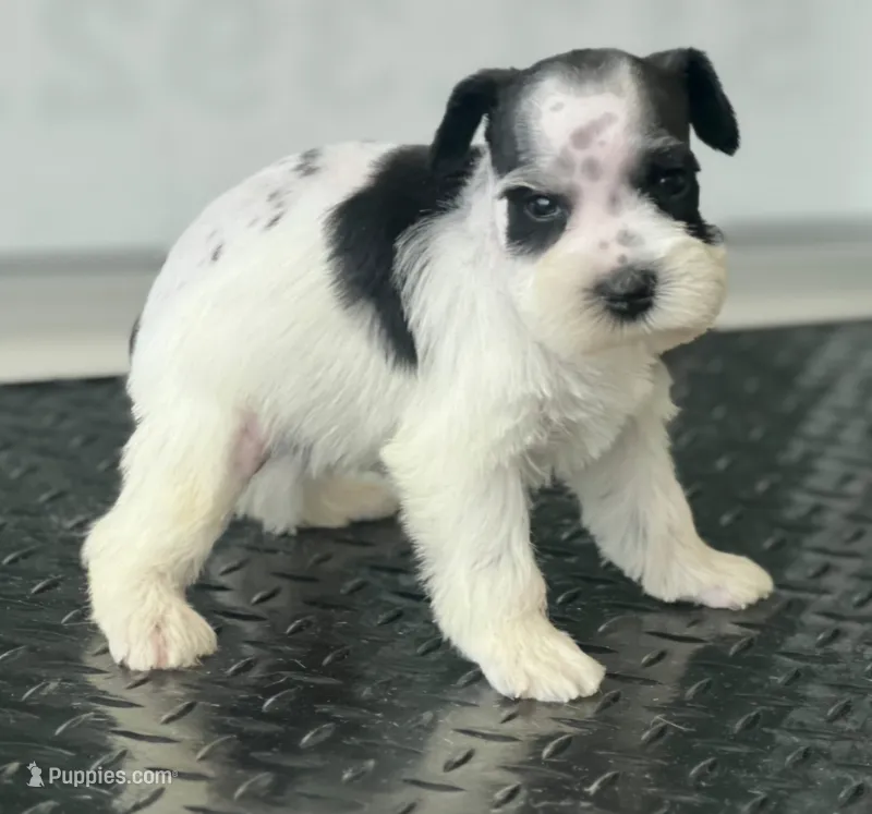 schnauzer 5 – Miniature Schnauzer puppy for sale in Brookville, IN