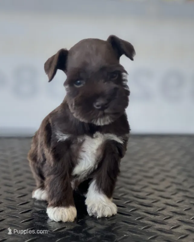 schnauzer 1 – Miniature Schnauzer puppy for sale in Brookville, IN
