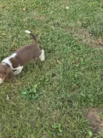 Beagle boy, a male Beagle for sale in Brookville, IN – 5 of 9