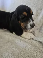 Basset 6, a female Basset Hound for sale in Brookville, IN – 3 of 5