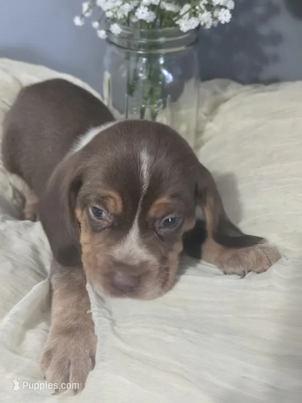 Beagle 1 – Beagle puppy for sale in Brookville, IN