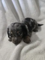 dachshund female , a female Miniature Dachshund for sale in Brookville, IN – 6 of 7