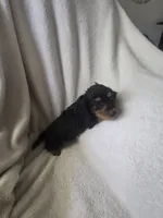 Dachshund 5, a male Miniature Dachshund for sale in Brookville, IN – 4 of 4
